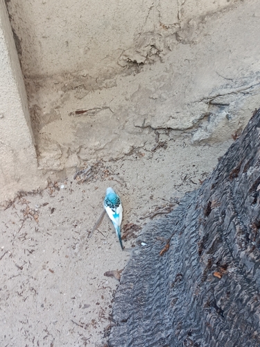 Melopsittacus undulatus, 2024-11-27
