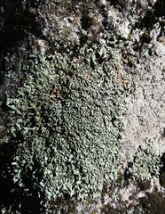 Xanthoparmelia stenophylla