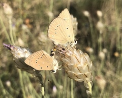 Polyommatus ripartii