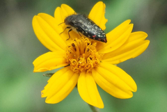 Acmaeodera rubronotata
