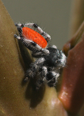Phidippus insignarius