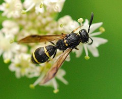 Symmorphus bifasciatus