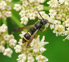 Symmorphus bifasciatus