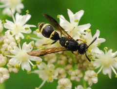 Symmorphus bifasciatus