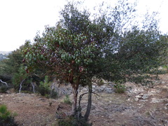 Quercus mexicana