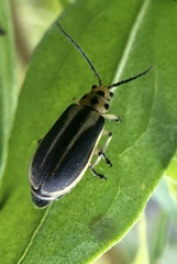 Trirhabda bacharidis