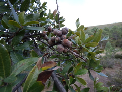 Quercus mexicana