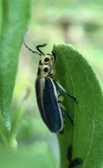 Trirhabda bacharidis