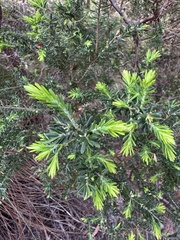 Styphelia margarodes