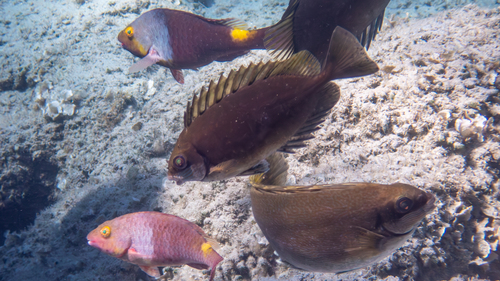 Dusky Spinefoot