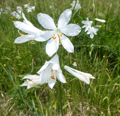 Paradisea liliastrum