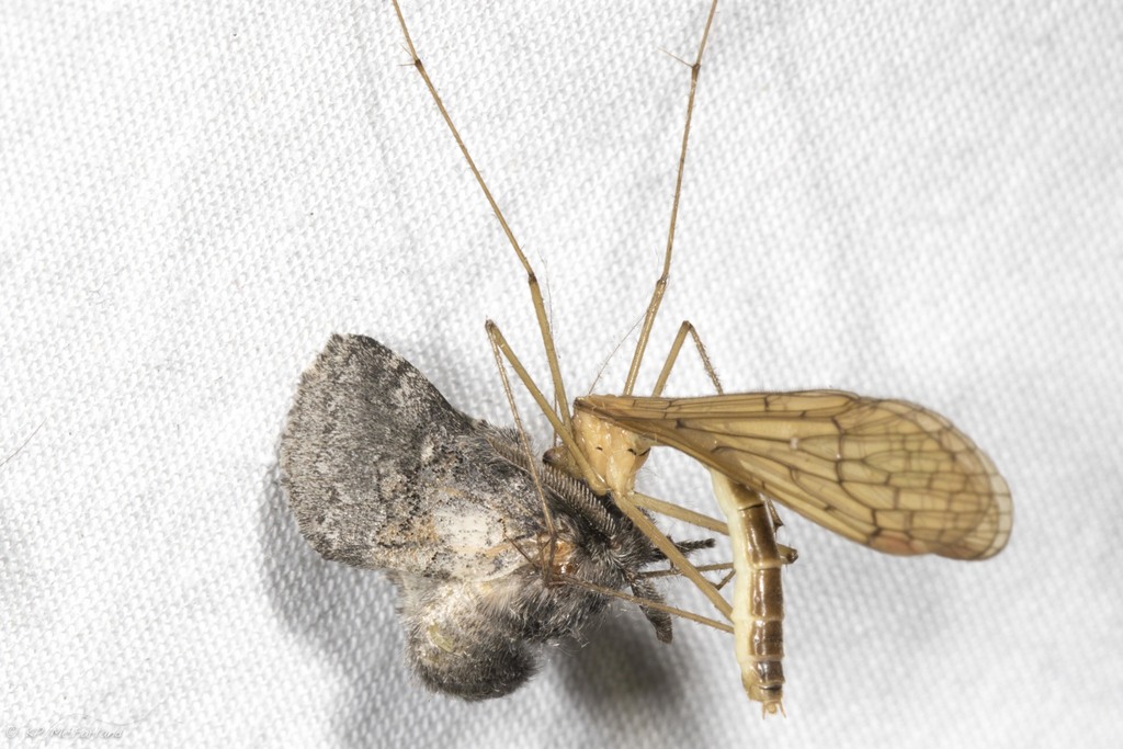 Bittacus pilicornis