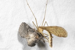 Bittacus pilicornis