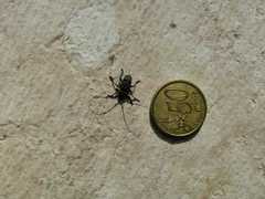 Aegomorphus clavipes