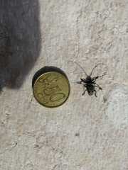 Aegomorphus clavipes