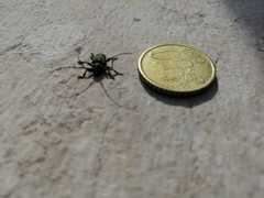 Aegomorphus clavipes