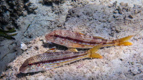 Photo of Striped red mullet (Mullus surmuletus)