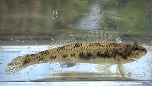 Johnny darter (Etheostoma nigrum) — Percidae — 5