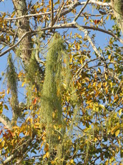 Hymenocardia ulmoides