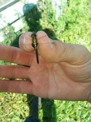 Erythrodiplax basalis