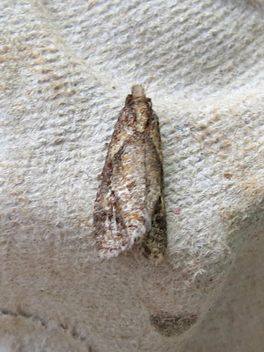 Modest Phtheochroa Moth