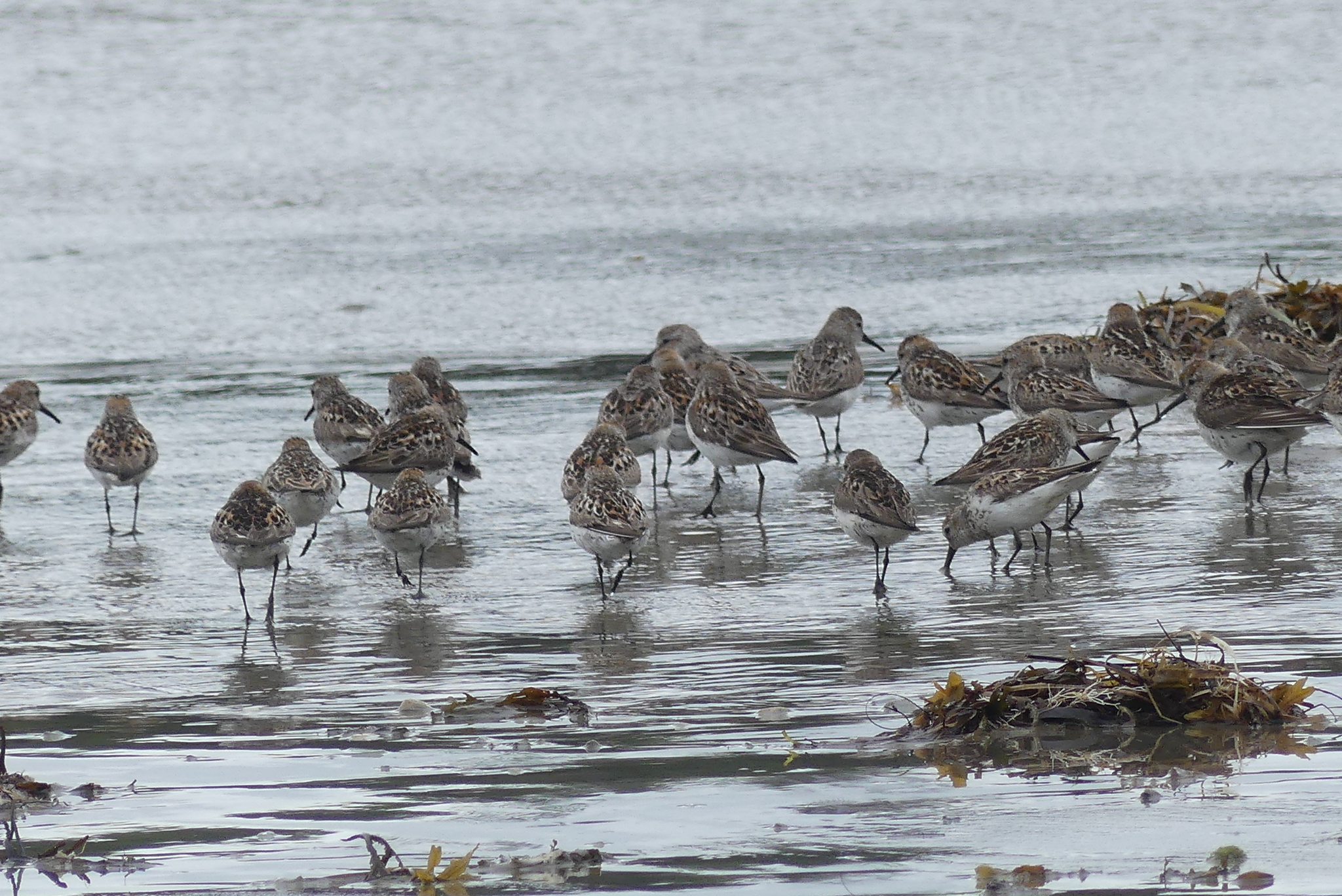 Western Sandpiper