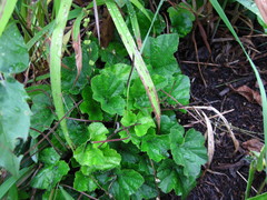 Pectiantia pentandra