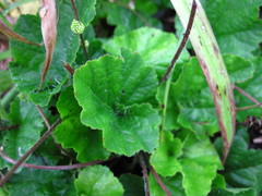 Pectiantia pentandra