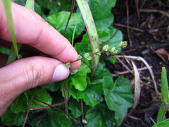 Pectiantia pentandra