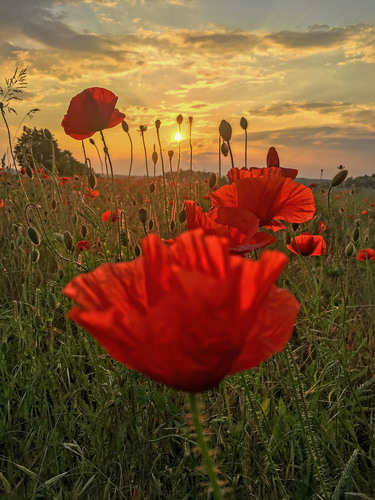 Coquelicot commun