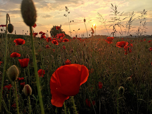 Coquelicot commun
