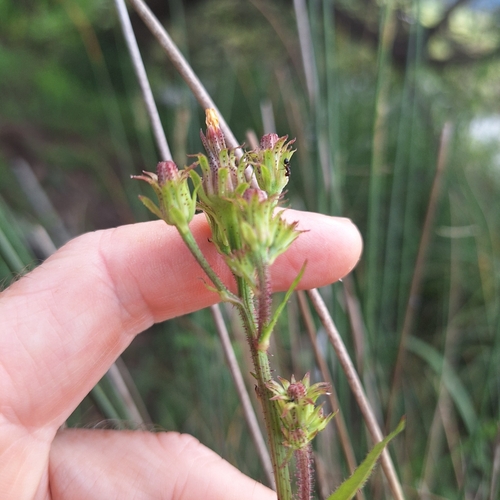 Image of Picris burbidgeae by (c) Greg Tasney, some rights reserved (CC BY-SA)