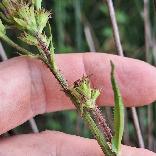 Image of Picris burbidgeae by (c) Greg Tasney, some rights reserved (CC BY-SA)