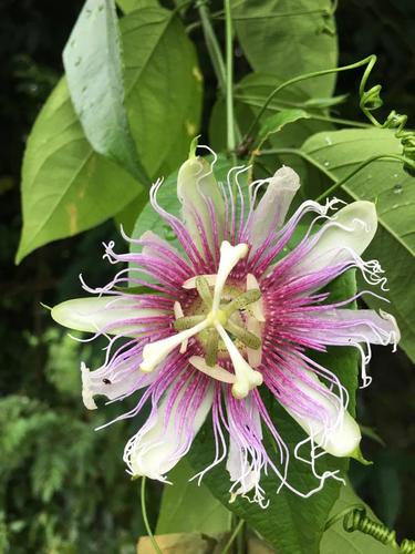 Image of Passiflora serratifolia by (c) John P Friel, some rights reserved (CC BY)