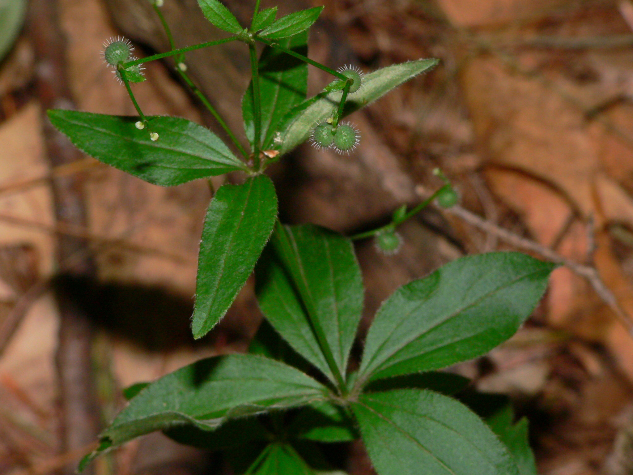 Galium circaezans