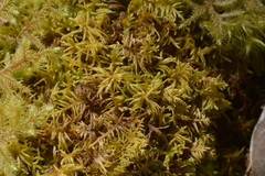 Hyocomium armoricum