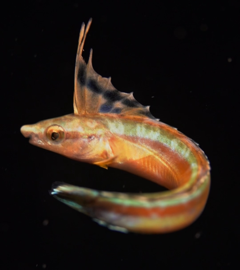 Sabretooth blenny (Aspidontus tractus) — Blenniidae