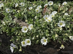 Cerastium latifolium