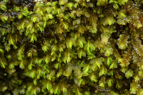 Deceptive Featherwort (Pseudomarsupidium decipiens)