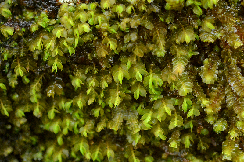 Pseudomarsupidium decipiens