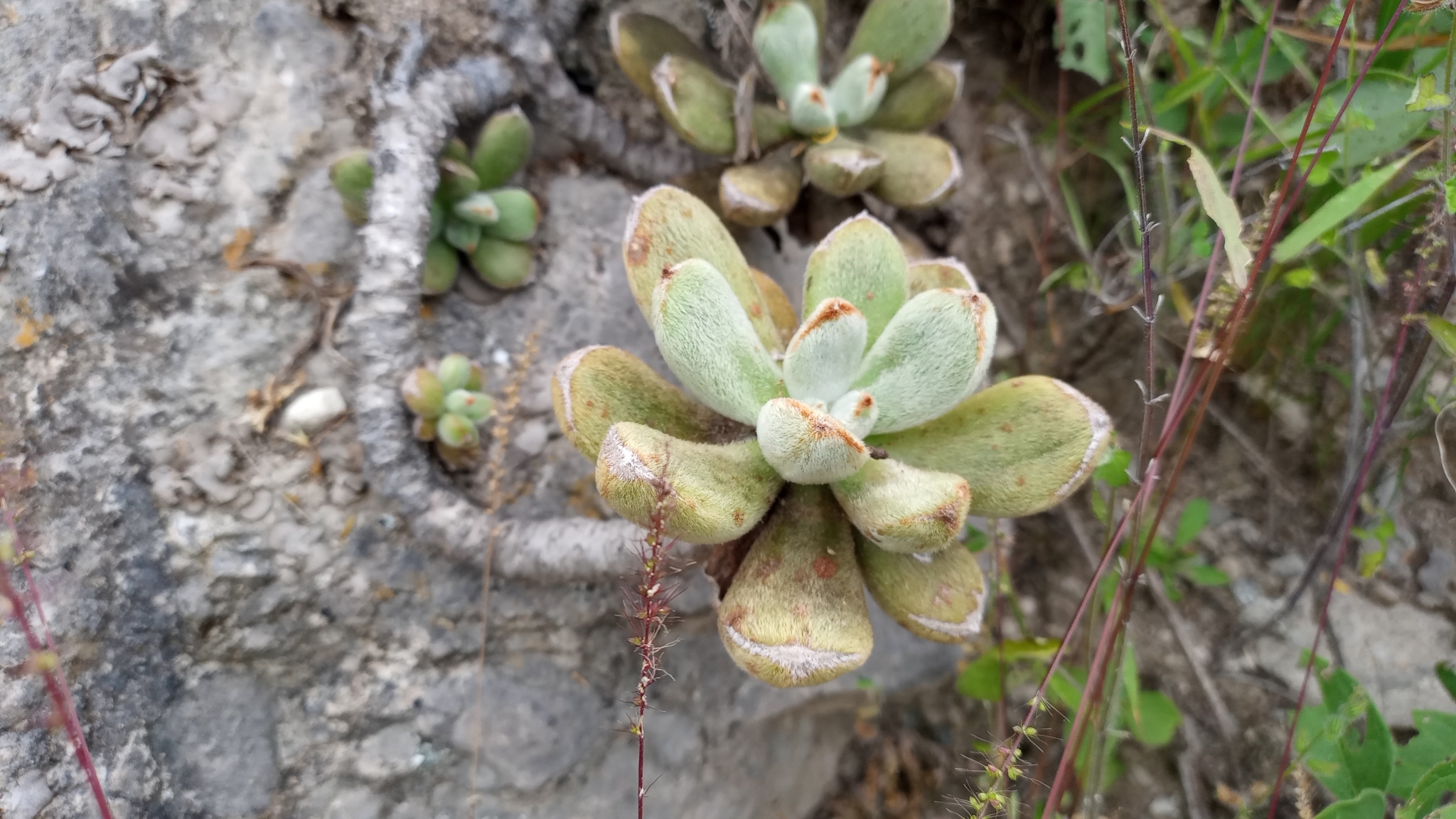 Imagem de Planta pelicia