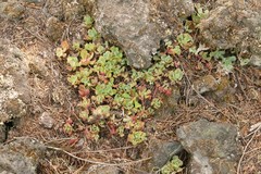 Sedum oregonense