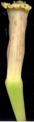 Musa × paradisiaca