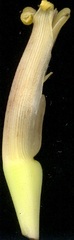 Musa × paradisiaca