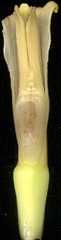 Musa × paradisiaca