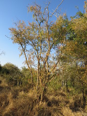 Hymenocardia ulmoides