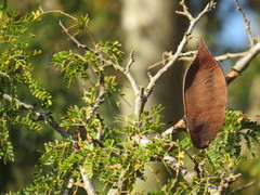 Albizia forbesii