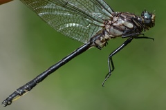 Phanogomphus descriptus