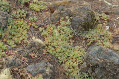 Sedum oregonense