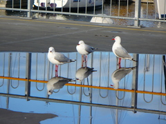 Chroicocephalus novaehollandiae